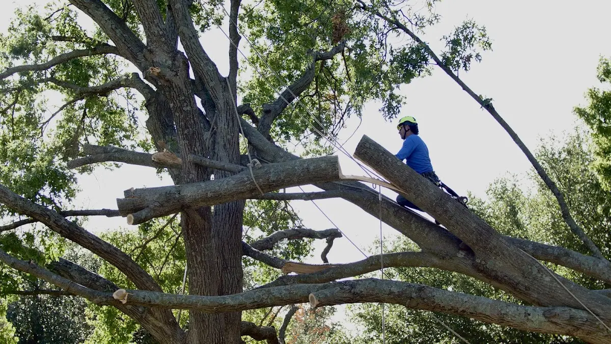 Professional Hazardous Tree Removal performed by certified arborists in Sandy