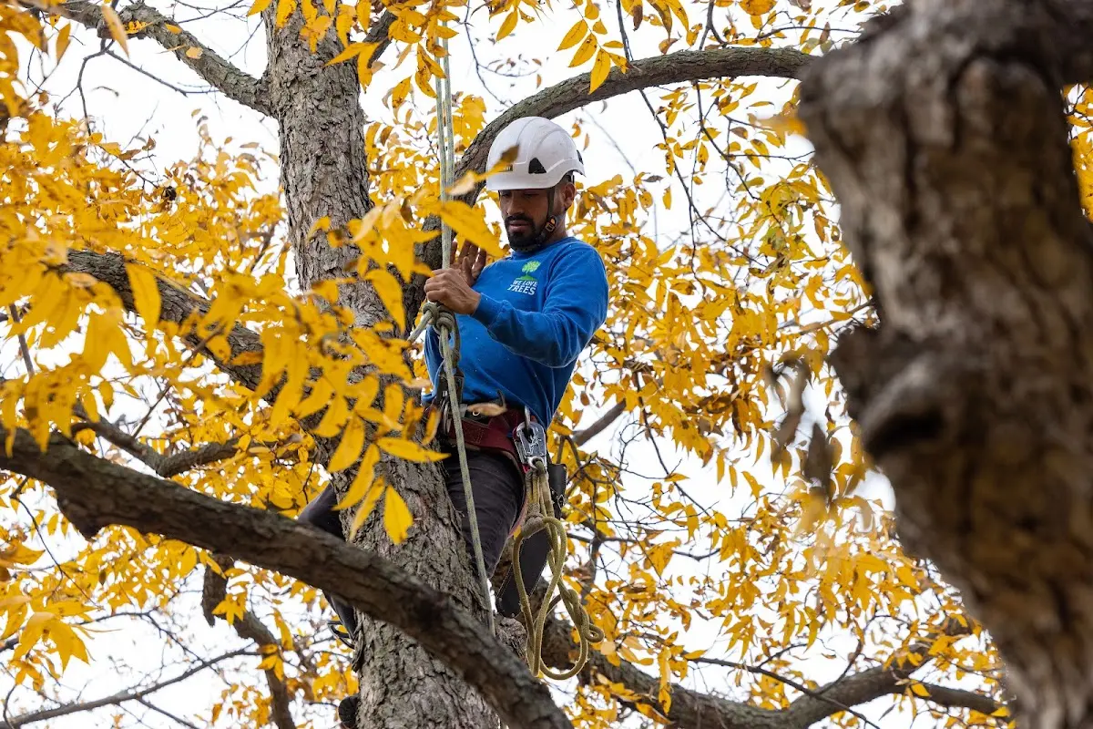Skilled Tree Trimming crew working in Sandy